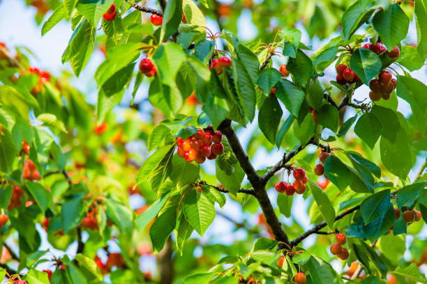 istock Cherries Hanging on a Cherry Tree Branch 1140354265