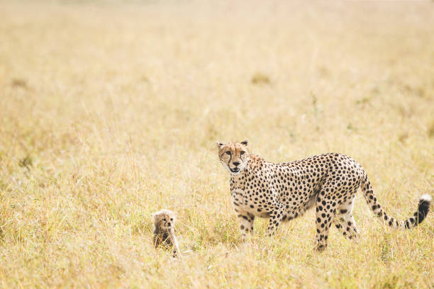 istock Cheetah and its cub walking from right to left 1140355408