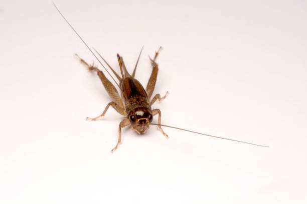 istock A Gryllidae ,Orthoptera isolated on white background 1140355746