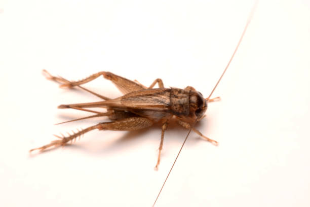 istock A Gryllidae ,Orthoptera isolated on white background 1140355752