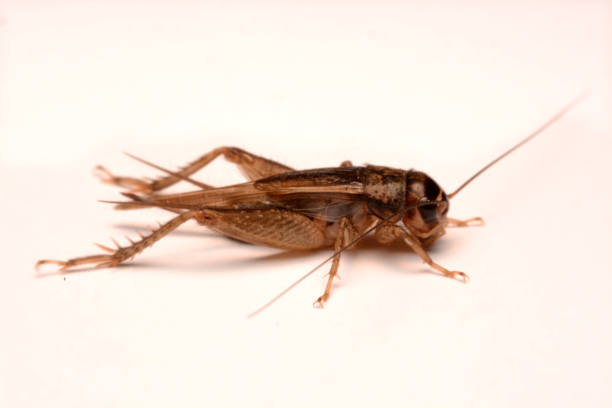 istock A Gryllidae ,Orthoptera isolated on white background 1140355753