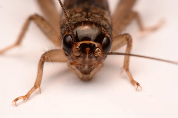 istock A Gryllidae ,Orthoptera isolated on white background 1140355754
