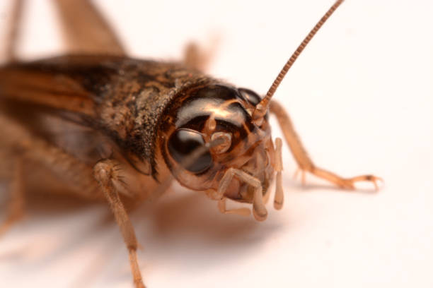 A Gryllidae ,Orthoptera isolated on white background.