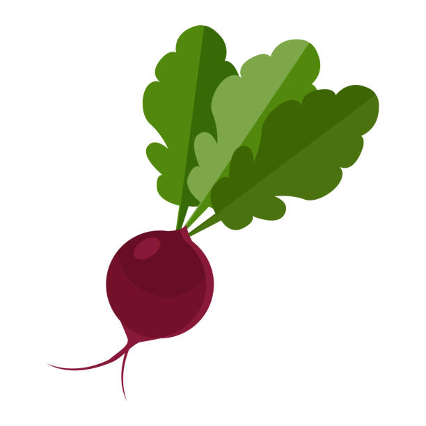 ilustraciones, imágenes clip art, dibujos animados e iconos de stock de icono de beetroot - remolacha común