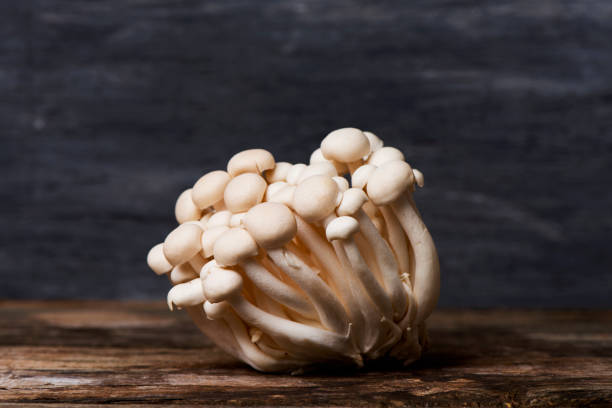 istock raw japanese bunapi-shimeji mushrooms 1140358234