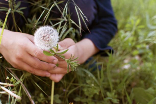 istock CHILD HAND PICKING A  WHITE DANDELION ON GRASS BACKGROUND. 1140358627