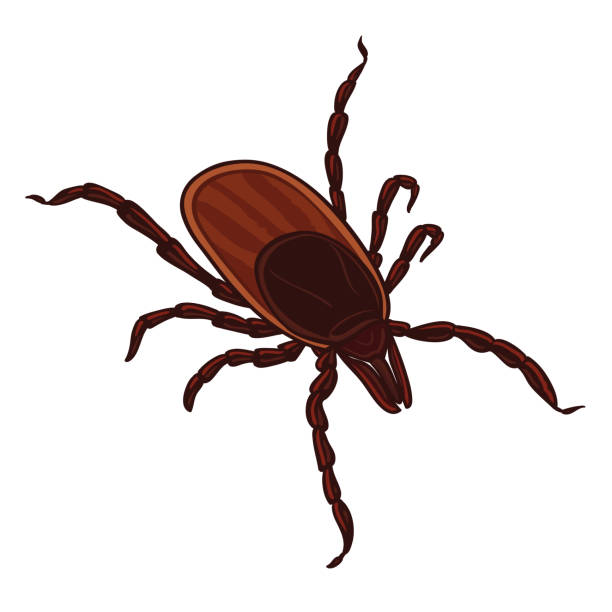 Tick isolated on white background. Tick parasite Tick isolated on white background. Tick parasite. Sketch of Tick. Vector illustration tularemia stock illustrations