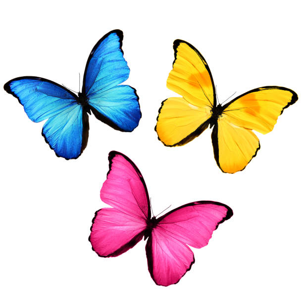 three butterflies. yellow, blue, pink. isolated on white