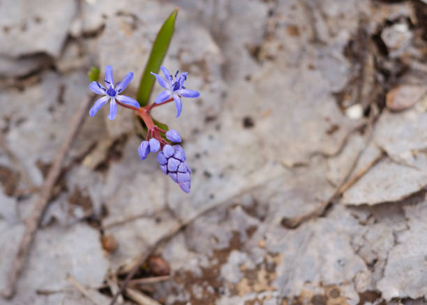 Awakening of the snowdrop in the spring forest 4