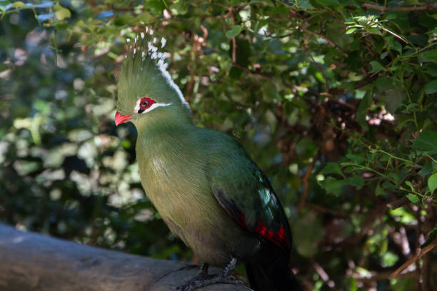 istock Livingstones Turaco (Mosambiekloerie), green bird long crest 1140363162