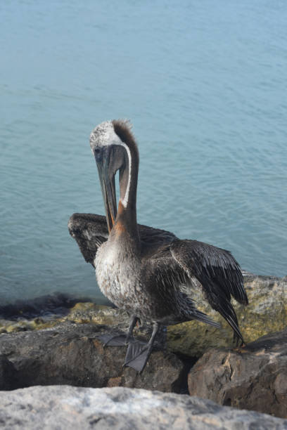 istock Amazing Pelican in Aruba 1140363314