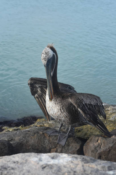 istock Amazing Pelican in Aruba 1140363328
