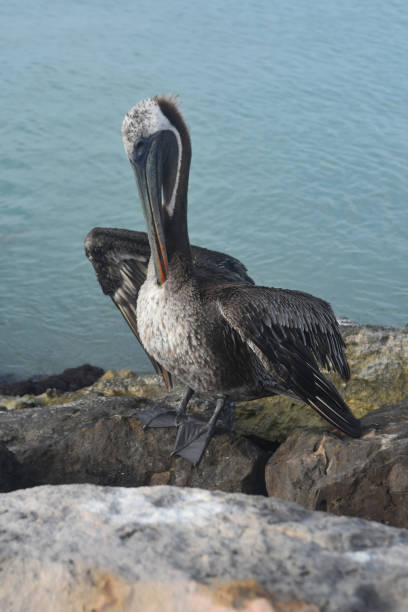 istock Amazing Pelican in Aruba 1140363357