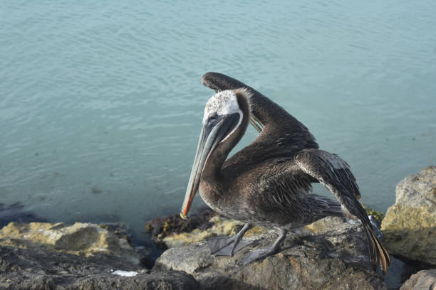 istock Amazing Pelican in Aruba 1140363527
