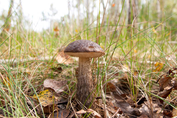 istock Close up view of brown cap boletus growing in forest. 1140363633