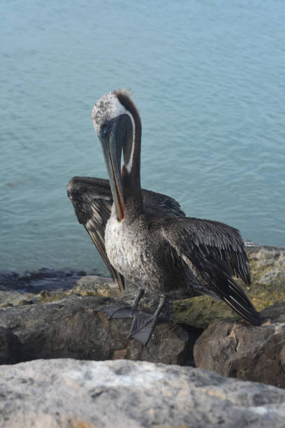 istock Amazing Pelican in Aruba 1140363656
