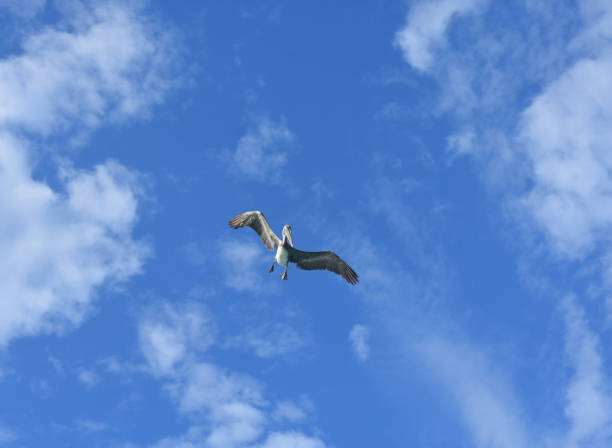 istock Pelican in Flight with Wings Spread 1140363695