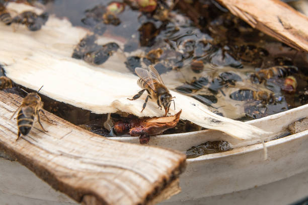 istock Bees drinking water in the summer. 1140363773