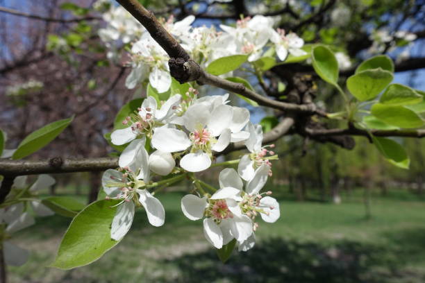istock Blossom of pear tree in mid spring 1140364392