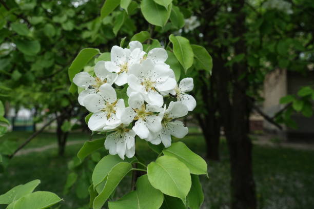istock Pure white flowers of pear tree in spring 1140364431