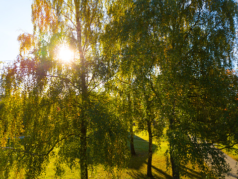 Sunbeam shining through tree, drone picture