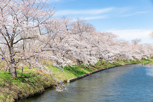 Cherry blossoms at Fukuokazaki sakura Park in Ibaraki Prefecture Japan