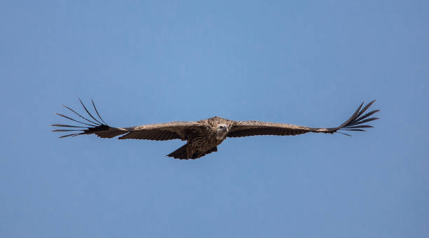 istock Himalayan griffon vulture (Gyps himalayensis) flying in sky. 1140364860