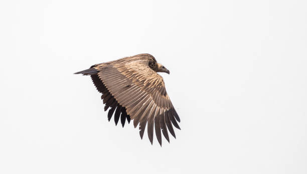 istock Himalayan griffon vulture (Gyps himalayensis) flying on white background. 1140364896