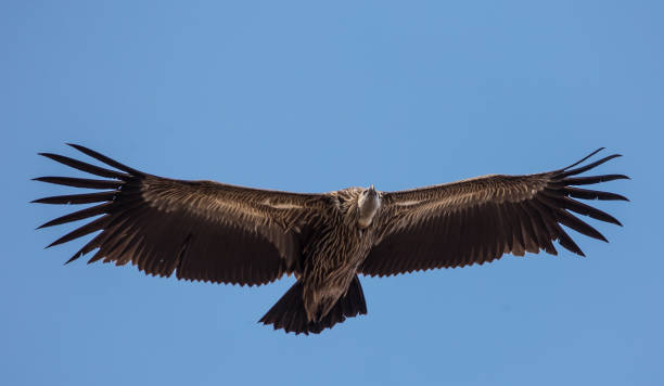 istock Himalayan griffon vulture (Gyps himalayensis) flying in sky. 1140364902
