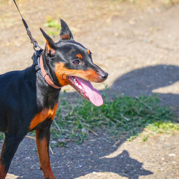 istock Miniature Pinscher dog on a leash with the owner 1140365150