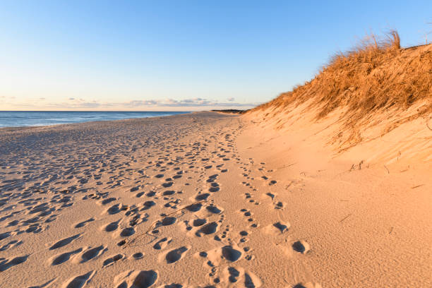 istock Golden Light at Sunrise along Beach at Cape Cod 1140365315