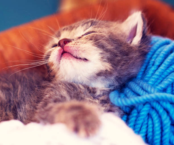 istock cute little kitten in a basket with threads for Knitting 1140365367