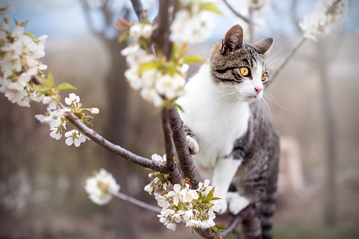 Blossoming cherry tree with a rescued cat on it.