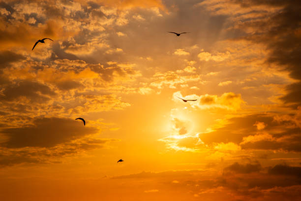 istock Birds are flying in sunset. 1140365781