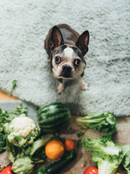 istock Cute dog playing with groceries 1140366698