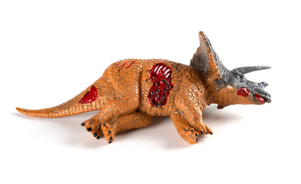 istock Triceratops dead body on a white background 1140368112
