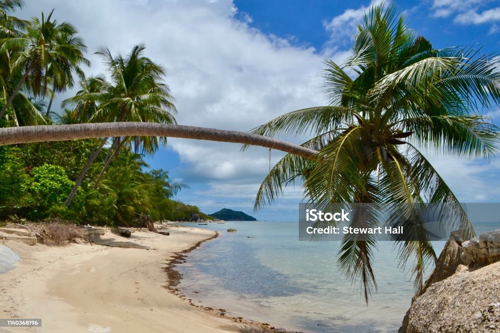 Stroll in paradise Coconut tree spread out over the beach of Koh Phangan, Thailand Non-Urban Scene Stock Photo