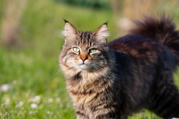 istock longhair domestic cat on in grass and daisies 1140368423