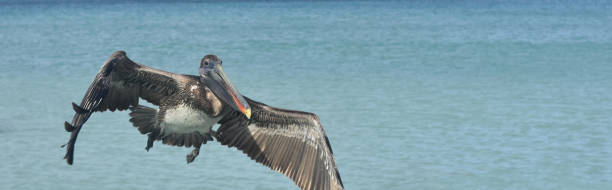 istock Large Pelican in Aruba 1140368575
