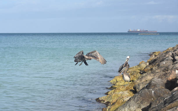 istock Large Pelican in Aruba 1140368631