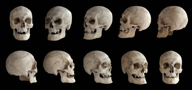 Human anatomy. Human skull. Collection of rotations of the skull. Skull at different angles. I Human anatomy. Human skull. Collection of rotations of the skull. Skull at different angles. Isolated on black background. human skull stock pictures, royalty-free photos & images