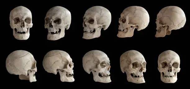 Human anatomy. Human skull. Collection of rotations of the skull. Skull at different angles. Isolated on black background.