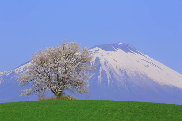 Iwate Prefecture mountain and cherry blossom