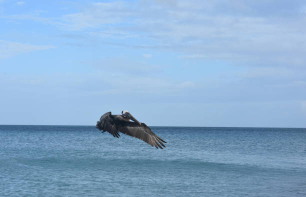 istock Beautiful Pelican in Flight 1140370170