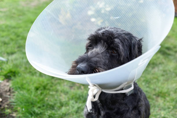 istock Dog wearing a Elizabethan protection collar. 1140370302