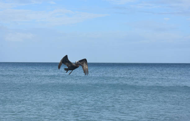istock Beautiful Pelican in Flight 1140370324