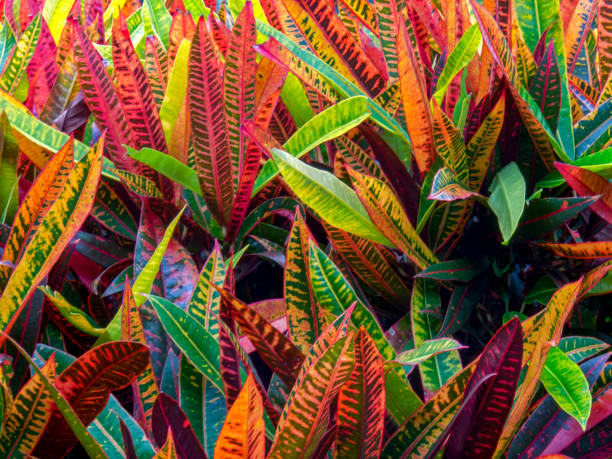istock Croton petra plant 1140370408