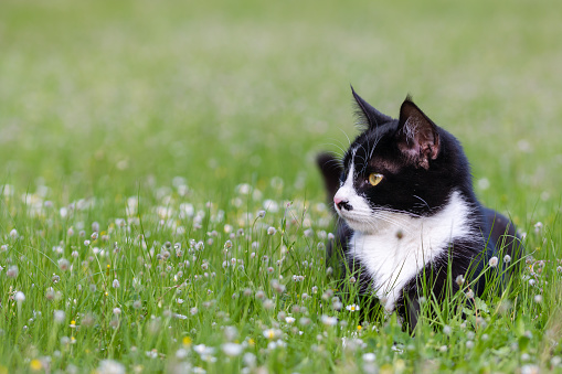 pied color black and white cute cat looking at camera in a green park outdoors