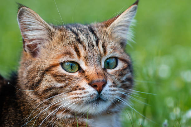 istock young domestic cat sitting in grass. phoot with blur background. 1140371482