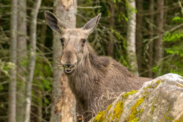 istock Large female moose with its mouth open 1140371893
